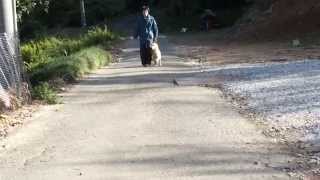 犬のしつけ教室　散歩（ワンブー編）　ゴールデンレトリーバー　静岡県浜松市