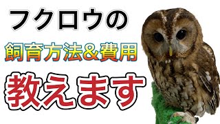 【飼育方法】フクロウの飼育方法と費用を紹介します！！