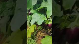 #agriculturelife #விவசாயம் #கத்திரிக்காய் #விவசாயபூமி #உழைப்பாளர்தினம் #உணவு #உழைப்பு