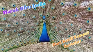 Indian Blue Peacock From Small to Adult #peacock #bird #chicken #freedownload