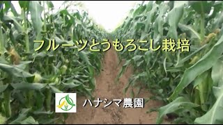 ハナシマ農園・フルーツとうもろこし栽培記録