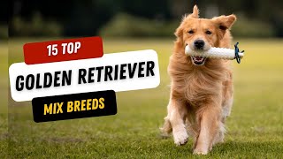 15 Golden Retriever Mix Breeds That Will Steal Your Heart!