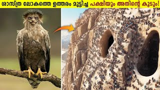 ലോകത്തിലെ ഏറ്റവും വലിയ പക്ഷിക്കൂട്ടിലെ അത്ഭുതകാഴ്ചകൾ!😱Top Unbelievable Nests On Earth! Storify