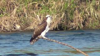 I0019　大分川　鮎がいない　ミサゴ　Oita River　No Sweetfish　Osprey