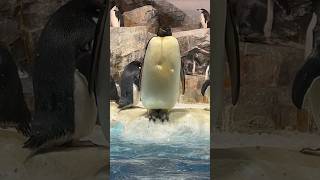 コウテイペンギン　そびえ立つ　【名古屋港水族館】Emperor penguin Nagoya Aquarium