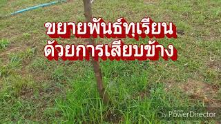 ขยายพันธุ์ทุเรียนด้วยการเสียบข้างติดแล้วตัดต้นพื้นเมืองออกครับ