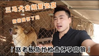 三马犬舍频繁空窝，赵老板见状急忙检查怀孕高狼，大家看怀上了吗