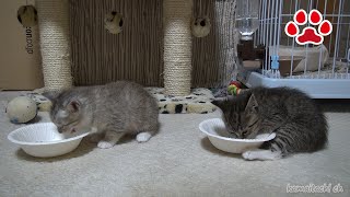 食欲旺盛な子猫しぴ【瀬戸の兄弟子猫日記】　Cute Kitten,Chipie which is full of appetites