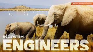 Ecosystem Engineers: The Role of Elephants in Shaping the Maasai Mara | Environment Matters