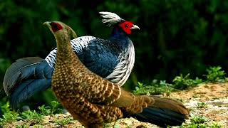 Kalij Pheasants: Beauty of the Himalayan Forests