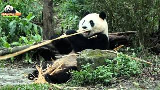 20160313圓仔把竹竿吃到頭上去 The Giant Panda Yuan Zai