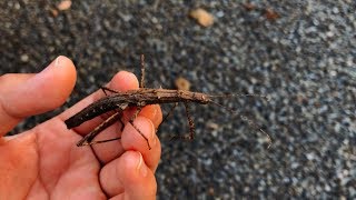 冬の出会い、擬態のプロ・木の枝のような昆虫！