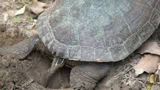 20180523大安紅耳龜挖洞產卵全紀錄 Trachemys scripta elegans