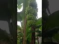 Pisang Cavendish Pada Musim Kemarau #shorts ~ Yuyun Hariyani