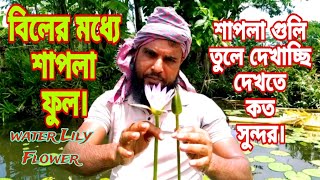 বিলের মধ্যে শাপলা ফুল||শাপলা গুলি তুলে দেখাচ্ছি দেখতে কত সুন্দর||Water Lily Flower.