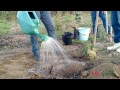 Como Fazer Cova (berço) e Adubar para o Plantio de Frutíferas?