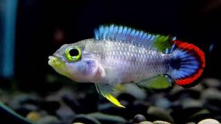 4/22【DC短鯛坊】WF1霸王短鯛 No.A5【Dwarf Cichlids】