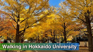 【Sapporo, Hokkaido】 Walking in Hokkaido University