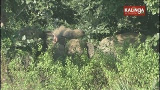 Wild elephant herd damages house, destroys crops in Santhapada near Talcher | Kalinga TV