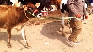 ਟੌਪ ਦੀਆਂ ਗਾਵਾਂ ਵਿਕਾਉ #best#cows#top