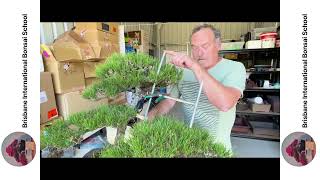 Drill bending an old pine trunk