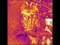 Thermal Imaging camera of female Tawny Owl