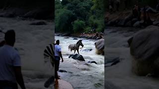 SEEKOR GAJAH LARI KE SUNGAI DERAS DI KEJAR ZEBRA #animals #wildlife #wildanimals