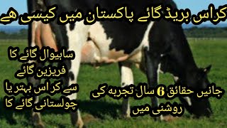 Local Cross bred cow business II Sahiwal and Cholistani cross with Friesien II Facts about crossbred