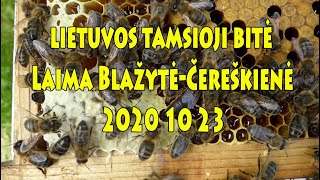 Lietuvos tamsioji bitė. Laima Blažytė-Čereškienė 2020 10 23