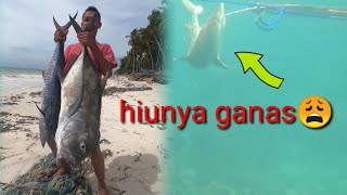 Spearfishing Selayar - 11 Di serang hiu saat balik ke pantai #spearfishingindonesia #panahikan