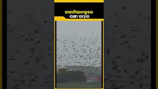 ତାମିଲନାଡୁ : ହଜାର ହଜାର ସଂଖ୍ୟାରେ ବିଦେଶାଗତ ପକ୍ଷୀ ଜମାଇଛନ୍ତି ଡେରା || KNews Odisha