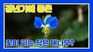 7월8월에 자주보이는 파란꽃 닭의장풀(달개비)