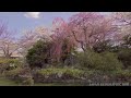 8k hdr 岩手 水沢公園の桜 iwate sakura at mizusawa park