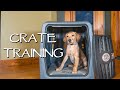 Labrador Retriever Crate Training Your Puppy - How To Avoid Separation Anxiety With Your Dog