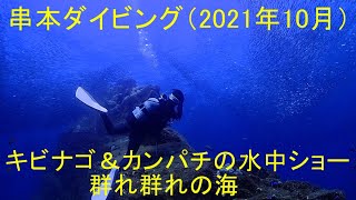 串本ダイビング　2021年10月　キビナゴ＆カンパチの水中ショー　キンギョハナダイ乱舞　群れ群れの海