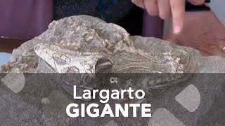 Descubren un lagarto articulado en Tenerife de 700.000 años