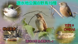 珍鳥キツツキ科の鳥　池の水鳥　カワラヒワの群れ・鳴き声♪　イソシギ　シジュウカラの高い鳴き声♪　スズメなど