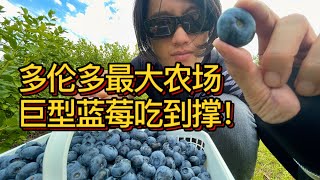 加拿大多倫多周边 最好的蓝莓农场 吃撑到扶墙走！2人只花了20刀 The best blueberry farm in Toronto Barrie. So cheap!