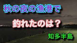 秋の夜の漁港で釣れたのは？知多半島