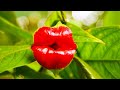 Sexual life of plants. THE SECRET WORLD OF GARDENS