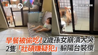 2嫌汪疑偷吃早餐！看孫女爆哭裝傻躲陽台😶｜寵物動物｜米克斯｜狗狗