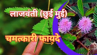 लाजवंती के आयुर्वेदिक फायदे। Health Benefits of Touch me Not. #ayurveda #naturalherbs