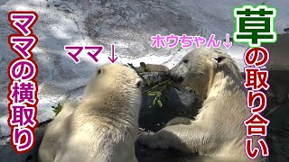 草の取り合い💗シロクマの母娘【天王寺動物園】