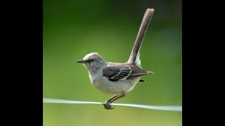 Arkansas Birds Webinar