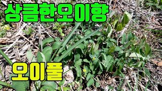 한국의 약용식물(오이풀)-상큼한 오이향의 산나물