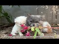 Angry Mother cat protects her Kittens and doesn't let anyone approach them
