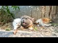 Angry Mother cat protects her Kittens and doesn't let anyone approach them