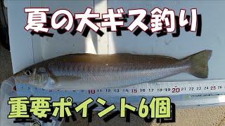 真夏の大ギス釣り　釣れる６つの重要ポイント