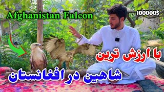 قیمتی ترین و با ارزش ترین  شاهین در افغانستان The most expensive falcon in Afghanistan😱🦅 شاهین خانگی