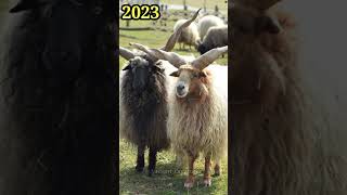 2023 Racka Sheep and 5000 BCE Racka Sheep || Ancient Creatures #shorts #shortsvideo #youtubeshorts